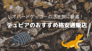 爬虫類の活き餌に最適！デュビアを通販で購入【おすすめ格安店をレビュー】