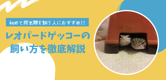 【徹底解説】初めて爬虫類を飼う人におすすめなレオパードゲッコーの飼い方