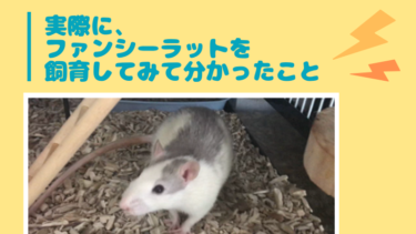 ファンシーラットを飼育してみて分かったことまとめ