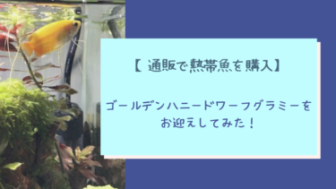【通販で熱帯魚を購入】ゴールデンハニードワーフグラミーをお迎え【レポ】