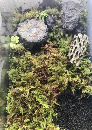 テラリウムでイモリを飼いたい イモリウムの作り方 はちゅらいふ