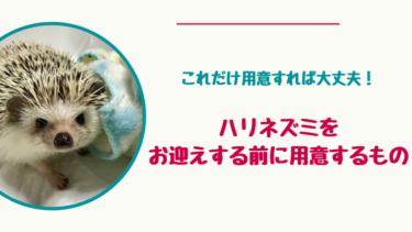 これだけ買えば大丈夫！ハリネズミをお迎えする前に準備する飼育用品