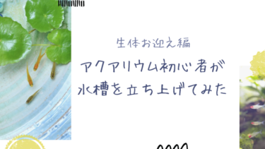 【生体お迎え編】アクアリウム初心者が水槽を立ち上げてみた