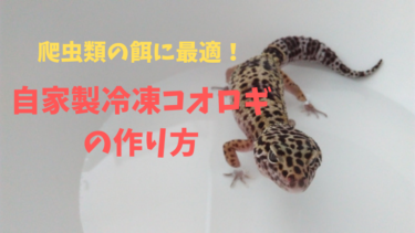 【爬虫類の餌】自家製冷凍コオロギの作り方を画像付きで解説