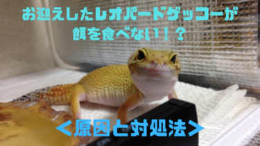 お迎えしたレオパードゲッコーが餌を食べない！？拒食の原因と対処法