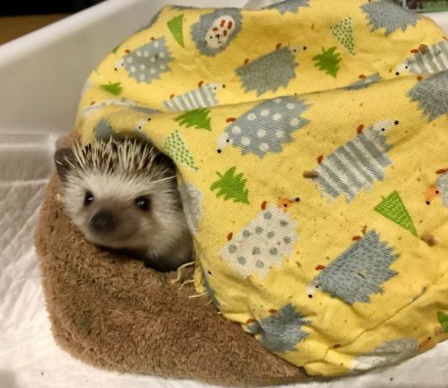 ハリネズミ