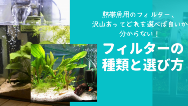 熱帯魚用のフィルターがたくさんあってどれを選べば良いか分からない！フィルターの種類や選び方を徹底解説