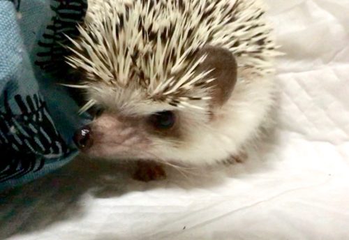 ハリネズミ