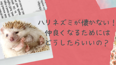 ハリネズミが懐かない！仲良くなるためにはどうしたらいいの？