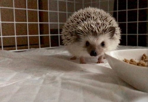 ハリネズミ