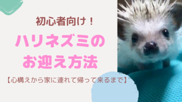 初めてハリネズミを飼う～ハリネズミのお迎え方法【心構えから家に連れて帰るまで】