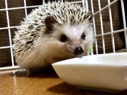 ハリネズミ