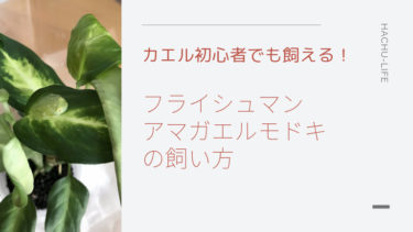 カエル初心者でも飼える！フライシュマンアマガエルモドキ、通称グミガエルの飼い方