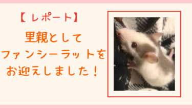 【レポート】ファンシーラットを里親としてお迎えしました