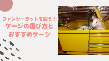 ファンシーラットを飼う！ケージの選び方とおすすめのケージ