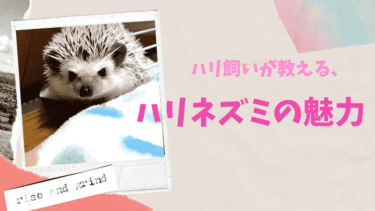 ハリネズミ飼いが教える、ハリネズミの魅力