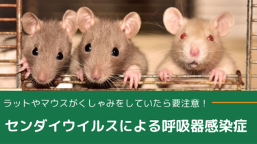 ファンシーラットに回し車は必要 回し車が必須でない理由とおすすめの回し車 はちゅらいふ