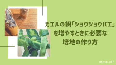 フライシュマンアマガエルモドキなどのカエルの餌「ショウジョウバエ」を増やすための培地の作り方