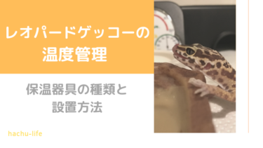 レオパードゲッコーの温度管理〜保温器具の種類と設置方法