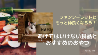 ファンシーラットともっと仲良くなろう！おすすめおやつはコレだ！