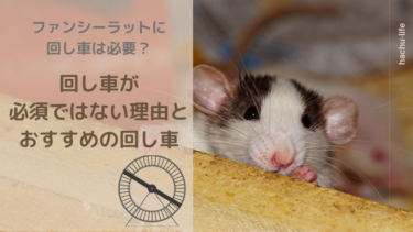 ファンシーラットに回し車は必要⁉︎回し車が必須でない理由とおすすめの回し車