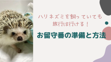 ハリネズミを飼っていても旅行は行ける！お留守番してもらう方法