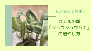 【簡単】カエルの餌、ショウジョウバエの増やし方【画像付き】