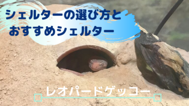 レオパードゲッコーのシェルターの選び方とおすすめのシェルター