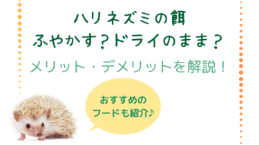 ハリネズミの餌はふやかす？ドライのまま？メリット・デメリットを解説！それぞれのおすすめフードも