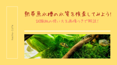 熱帯魚水槽の水質を検査してみよう！試験紙の使い方を画像つきで解説！