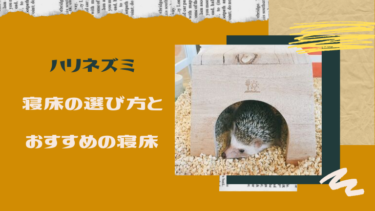 ハリネズミの寝床の選び方とおすすめの寝床を紹介！