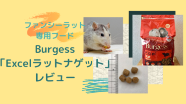 ファンシーラット専用フード「BurgessのExcelラットナゲット」をレビュー