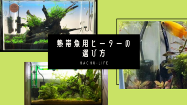 熱帯魚用ヒーターの選び方のポイントを徹底解説