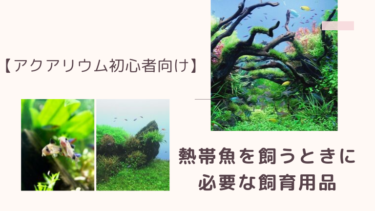アクアリウム初心者が熱帯魚を飼うときに必要な飼育用品