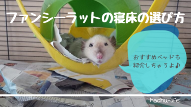 ファンシーラット寝床の選び方とおすすめのハンモック