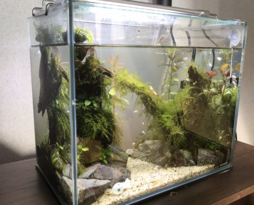 メイン水槽