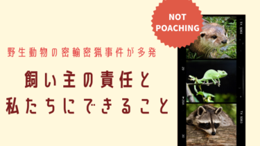 野生動物の密輸密猟事件が多発！私たち飼い主の責任とできること