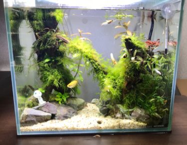 メダカのメイン水槽立ち上げから1年1カ月が経ちました