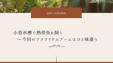 小型水槽で熱帯魚を飼う〜今回のアクアリウムブームはひと味違う