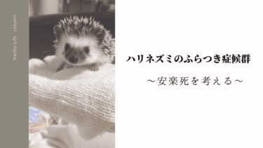 ハリネズミのふらつき症候群（WHS）、安楽死について考える