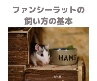 ファンシーラットの飼い方 はちゅらいふ