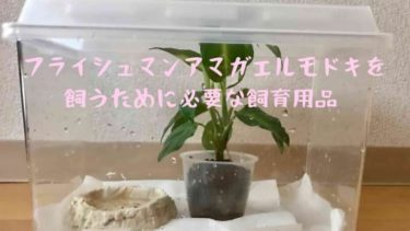 フライシュマンアマガエルモドキを飼うために必要な飼育用品とおすすめグッズ