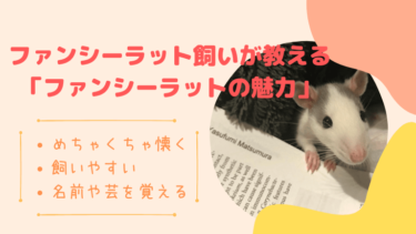 ファンシーラットの魅力と飼うときの注意点