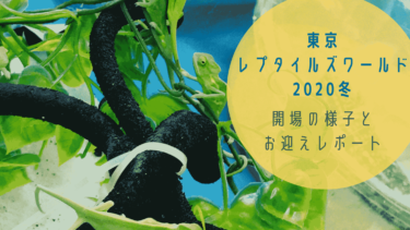 【爬虫類イベントレポ】東京レプタイルズワールド2020冬