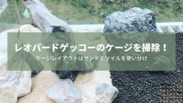 レオパードゲッコーのケージを掃除！レイアウトはやっぱりサンドとソイルで