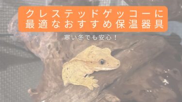 寒い冬も安心！クレステッドゲッコーに最適なおすすめ保温器具
