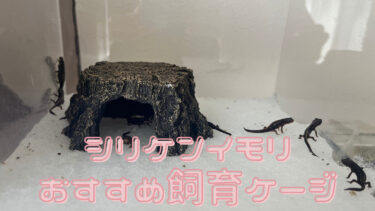 シリケンイモリのおすすめ飼育ケージ