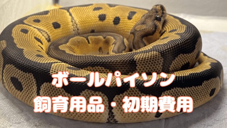 ボールパイソンの飼育に必要な飼育用品と初期費用│はちゅらいふ