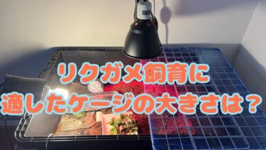 リクガメ飼育に必要なケージの大きさは？おすすめケージもあわせて紹介