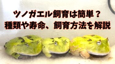 ツノガエルの飼育は簡単？種類や餌、温度を解説！